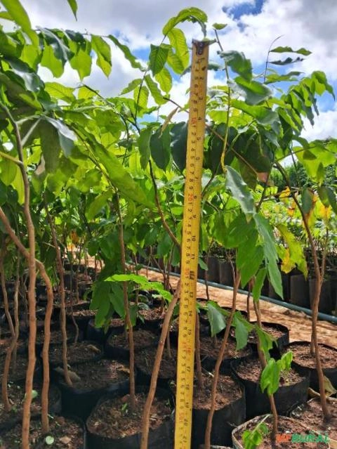 Imagem Mudas de Barú (Dipteryx alata) Imagem Mudas de Barú (Dipteryx alata)