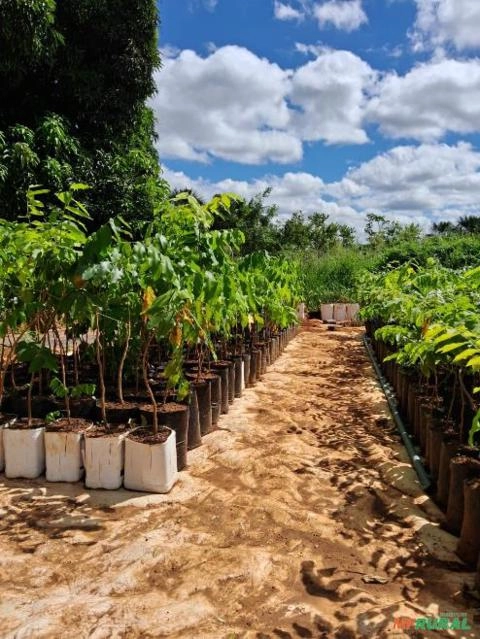 Mudas de Barú (Dipteryx alata) Imagem Mudas de Barú (Dipteryx alata)