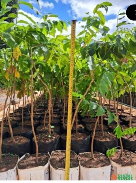 Mudas de Baru (Dipteryx alata) Imagem Mudas de Baru (Dipteryx alata)