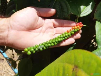 FAZENDA COM 200 Hc em Porto Seguro - BA