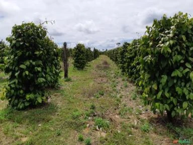 FAZENDA COM 200 Hc em Porto Seguro - BA