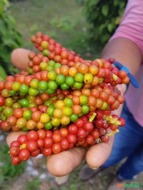 FAZENDA COM 200 Hc em Porto Seguro - BA