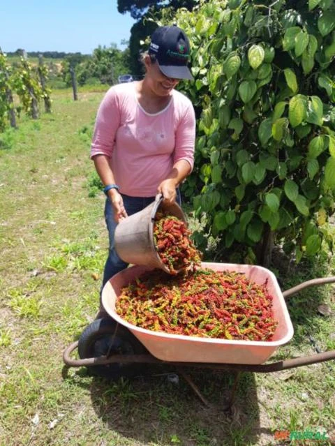 FAZENDA COM 200 Hc em Porto Seguro - BA