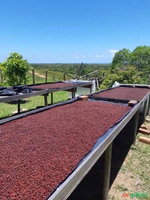 FAZENDA COM 200 Hc em Porto Seguro - BA