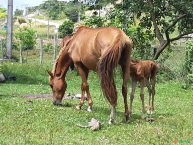 FAZENDA COM 200 Hc em Porto Seguro - BA