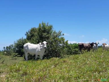 FAZENDA COM 200 Hc em Porto Seguro - BA