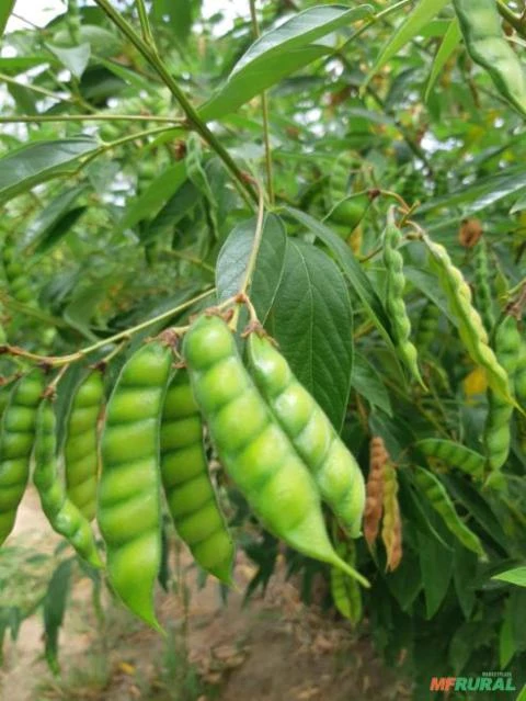 FAZENDA COM 200 Hc em Porto Seguro - BA