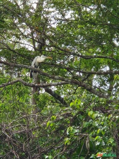 Chácara a Beira do Rio Manso