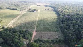 Fazenda com 252 HC em  Careiro Castanho/AM