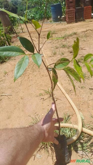 ÁRVORES PARA REFLORESTAMENTO 1M Imagem ÁRVORES PARA REFLORESTAMENTO 1M