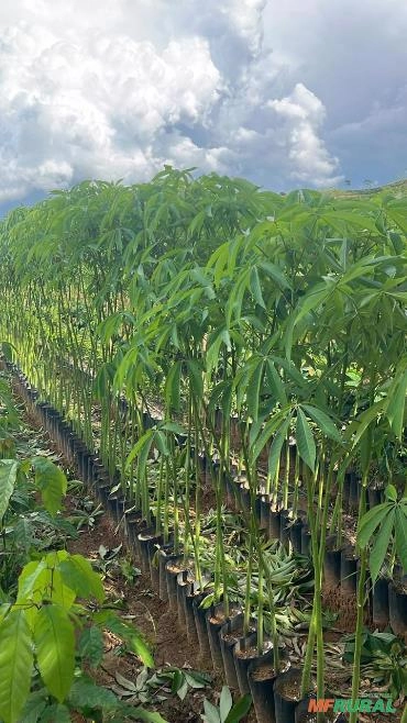 Imagem ÁRVORES PARA REFLORESTAMENTO 1M Imagem ÁRVORES PARA REFLORESTAMENTO 1M