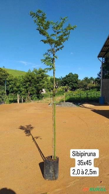 Imagem ÁRVORES PARA REFLORESTAMENTO 1M Imagem ÁRVORES PARA REFLORESTAMENTO 1M