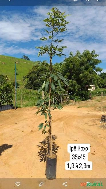 Imagem ÁRVORES PARA REFLORESTAMENTO 1M Imagem ÁRVORES PARA REFLORESTAMENTO 1M