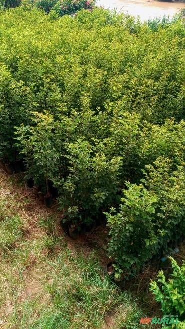 IPÊ AMARELO Imagem IPÊ AMARELO