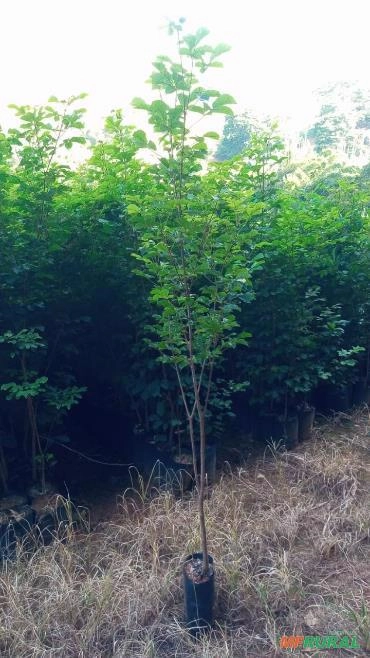 Imagem IPÊ AMARELO Imagem IPÊ AMARELO