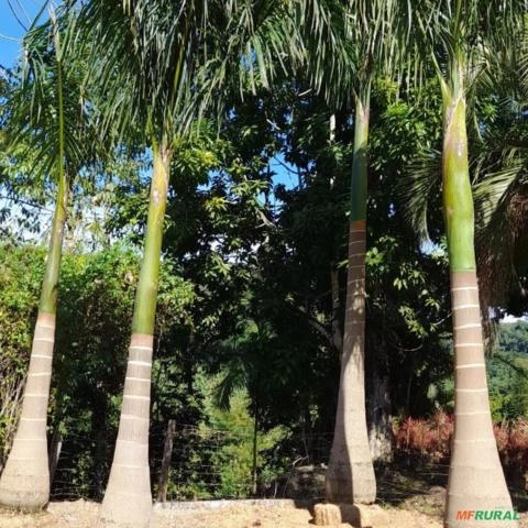 PALMEIRA IMPERIAL Imagem PALMEIRA IMPERIAL