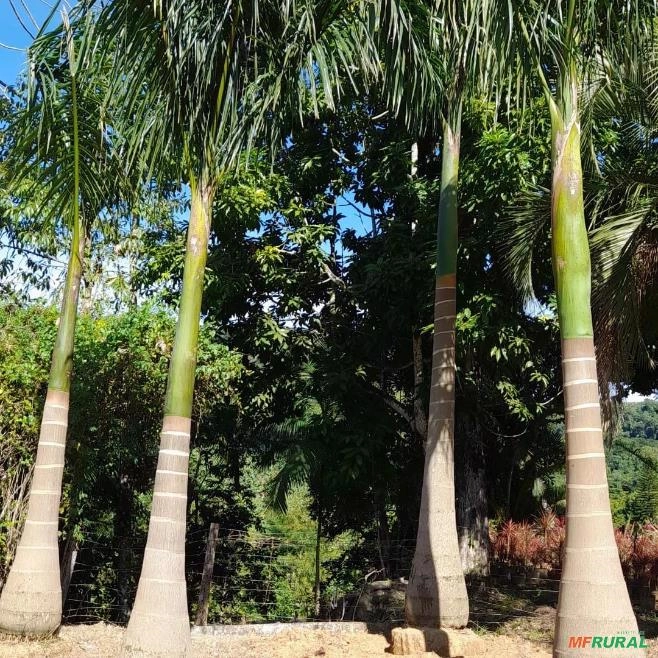 PALMEIRA IMPERIAL Imagem PALMEIRA IMPERIAL