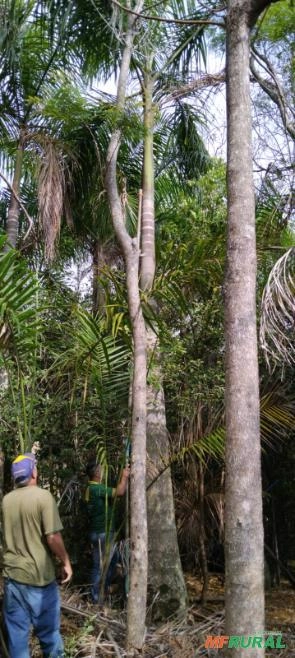 Imagem PALMEIRA IMPERIAL Imagem PALMEIRA IMPERIAL