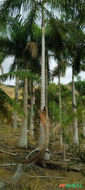 Imagem PALMEIRA IMPERIAL Imagem PALMEIRA IMPERIAL