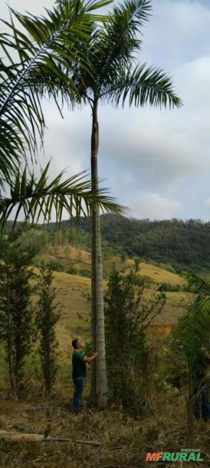 Imagem PALMEIRA IMPERIAL Imagem PALMEIRA IMPERIAL