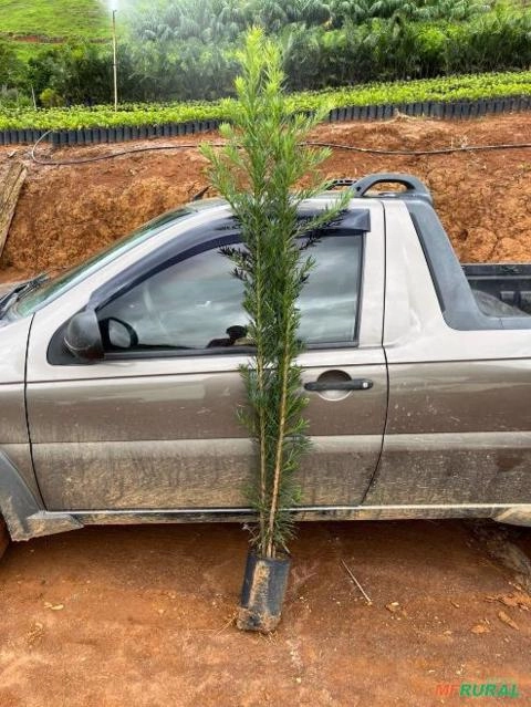 PODOCARPUS Imagem PODOCARPUS