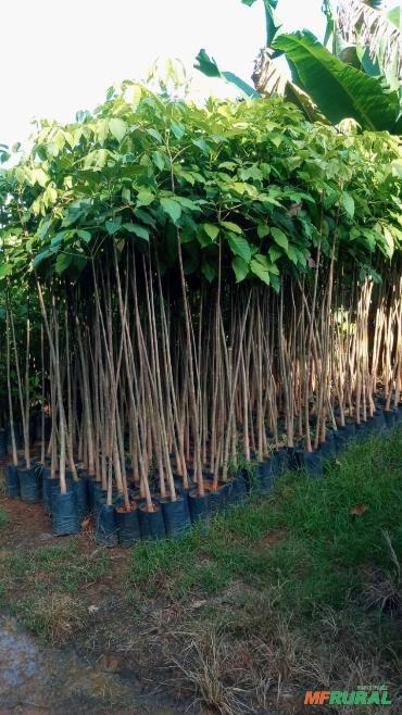 IPE ROSA COM 1.50 Imagem IPE ROSA COM 1.50