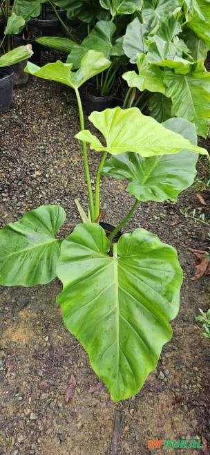 FILODRENDO ONDULATUM Imagem FILODRENDO ONDULATUM