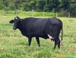 Vacas Guzolando de Alta Qualidade Genética 