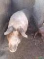 Porco Leitão Porca