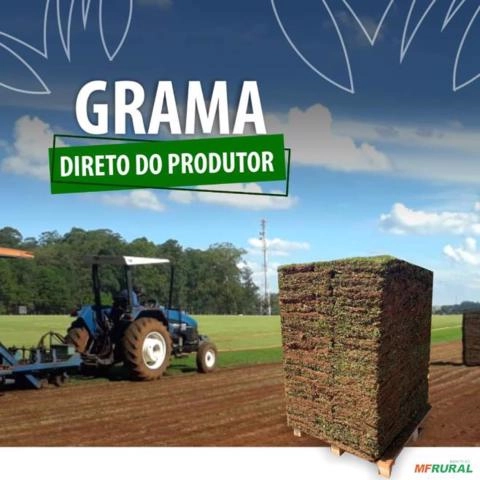 GRAMA ESMERALDA SÃO CARLOS BATATAIS Imagem GRAMA ESMERALDA SÃO CARLOS BATATAIS