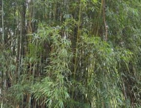 Venda de bambu verde em pé