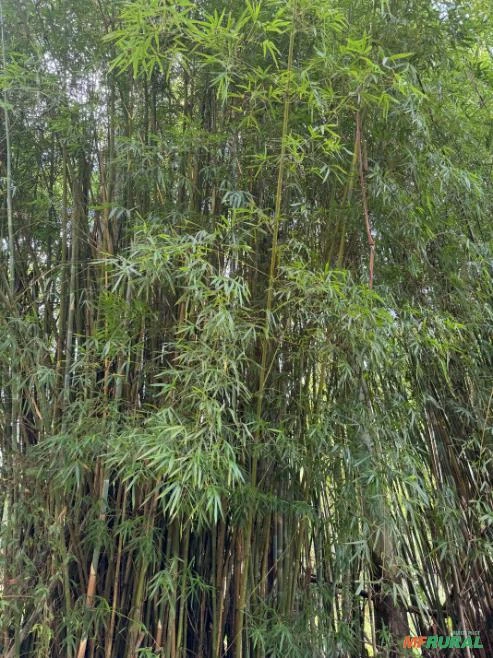 Venda de bambu verde em pé