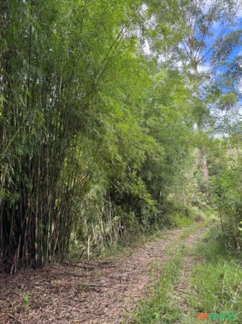 Venda de bambu verde em pé