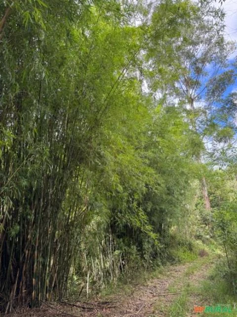 Venda de bambu verde em pé