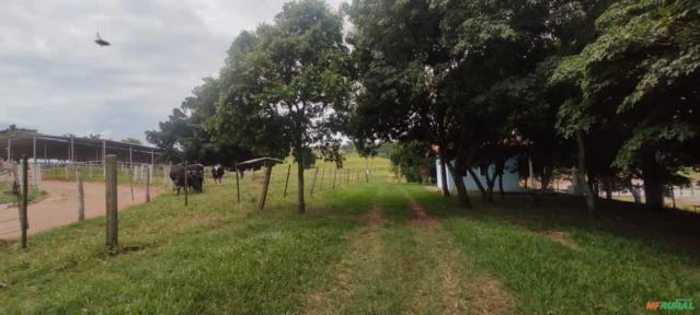 Fazenda Leiteira com 51 Ha em Itapetininga - SP