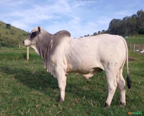Touro Nelore PO Genética Premiada Imagem Touro Nelore PO Genética Premiada