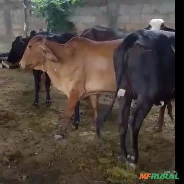 Vacas e Novilhas