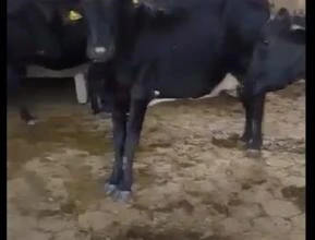 Vacas e Novilhas
