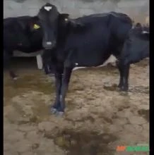 Vacas e Novilhas