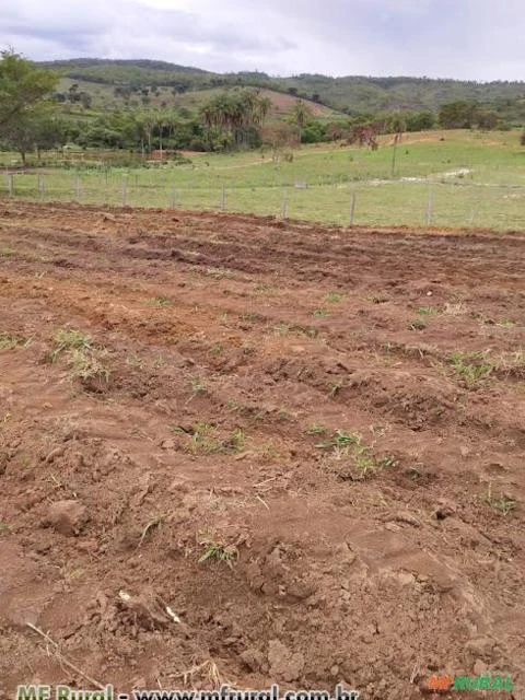 Arrendamento Fazenda para Pecuária e Agricultura em MG