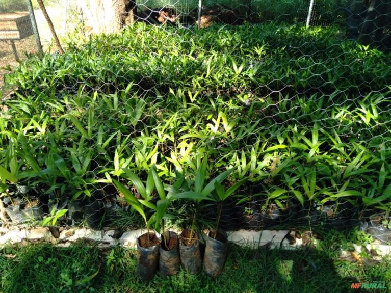 Mudas de açaí Imagem Mudas de açaí