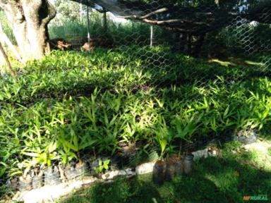 Imagem Mudas de açaí Imagem Mudas de açaí