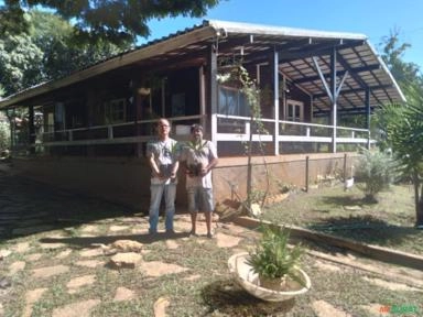 Imagem Mudas de açaí Imagem Mudas de açaí