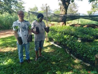 Imagem Mudas de açaí Imagem Mudas de açaí