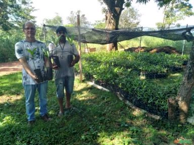 Imagem Mudas de açaí Imagem Mudas de açaí