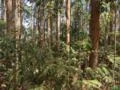 Terreno com plantio de Eucalyptus Grandis