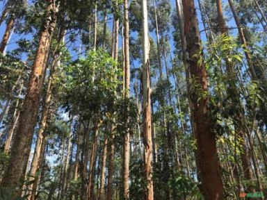 Terreno com plantio de Eucalyptus Grandis