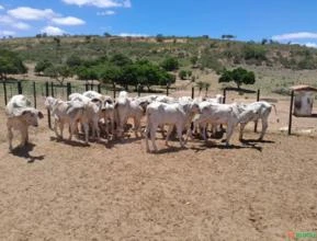 Lote de 20 Bezerros