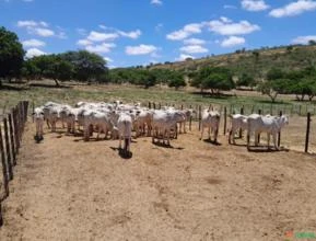 Lote de 30 Bezerras