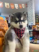 Husky siberiano wooly